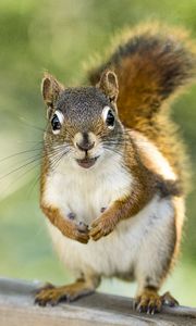 Preview wallpaper squirrel, rodent, animal, glance