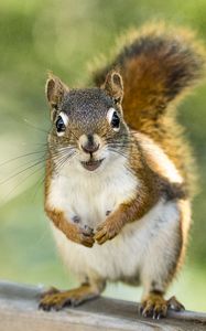 Preview wallpaper squirrel, rodent, animal, glance