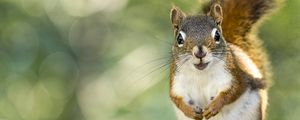 Preview wallpaper squirrel, rodent, animal, glance