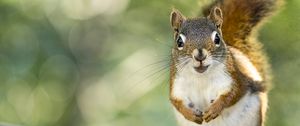 Preview wallpaper squirrel, rodent, animal, glance