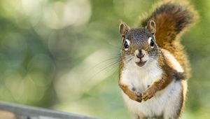 Preview wallpaper squirrel, rodent, animal, glance