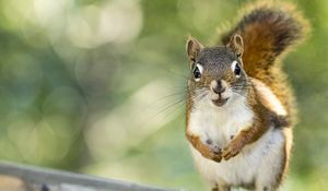 Preview wallpaper squirrel, rodent, animal, glance