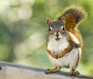 Preview wallpaper squirrel, rodent, animal, glance