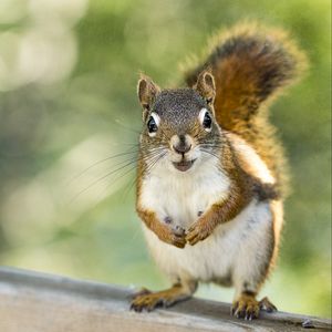 Preview wallpaper squirrel, rodent, animal, glance