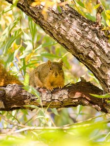 Preview wallpaper squirrel, rodent, animal, tree, branches, foliage