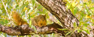 Preview wallpaper squirrel, rodent, animal, tree, branches, foliage