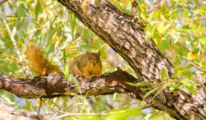 Preview wallpaper squirrel, rodent, animal, tree, branches, foliage