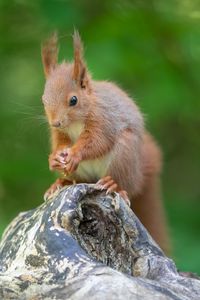 Preview wallpaper squirrel, rodent, beast, cute, fluffy