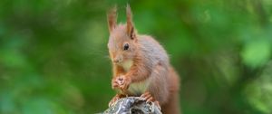Preview wallpaper squirrel, rodent, beast, cute, fluffy