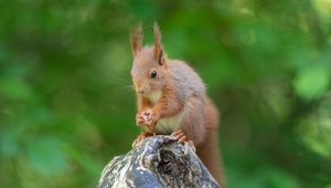 Preview wallpaper squirrel, rodent, beast, cute, fluffy