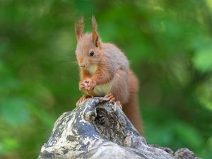 Preview wallpaper squirrel, rodent, beast, cute, fluffy