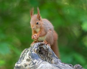 Preview wallpaper squirrel, rodent, beast, cute, fluffy