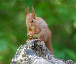 Preview wallpaper squirrel, rodent, beast, cute, fluffy