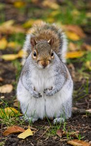 Preview wallpaper squirrel, rodent, cute, wildlife