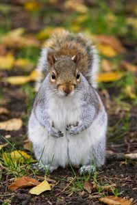 Preview wallpaper squirrel, rodent, cute, wildlife