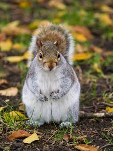 Preview wallpaper squirrel, rodent, cute, wildlife