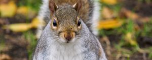 Preview wallpaper squirrel, rodent, cute, wildlife