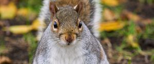 Preview wallpaper squirrel, rodent, cute, wildlife