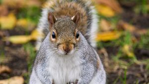 Preview wallpaper squirrel, rodent, cute, wildlife