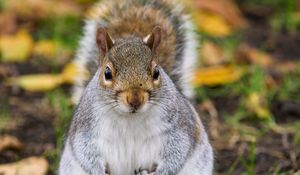 Preview wallpaper squirrel, rodent, cute, wildlife