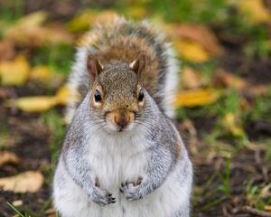 Preview wallpaper squirrel, rodent, cute, wildlife
