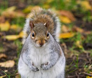 Preview wallpaper squirrel, rodent, cute, wildlife