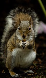 Preview wallpaper squirrel, rodent, cute, animal