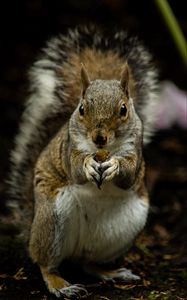 Preview wallpaper squirrel, rodent, cute, animal