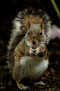 Preview wallpaper squirrel, rodent, cute, animal