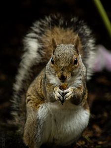 Preview wallpaper squirrel, rodent, cute, animal