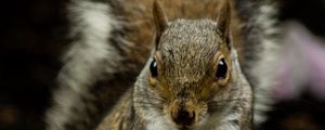 Preview wallpaper squirrel, rodent, cute, animal