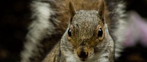 Preview wallpaper squirrel, rodent, cute, animal