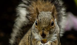 Preview wallpaper squirrel, rodent, cute, animal