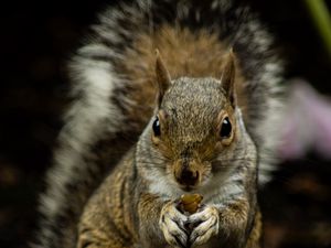 Preview wallpaper squirrel, rodent, cute, animal