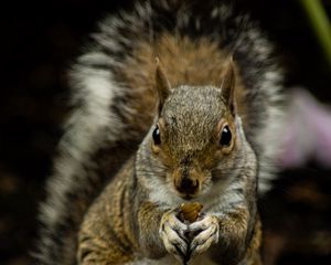 Preview wallpaper squirrel, rodent, cute, animal