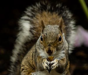 Preview wallpaper squirrel, rodent, cute, animal