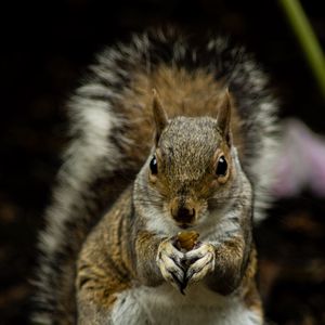 Preview wallpaper squirrel, rodent, cute, animal