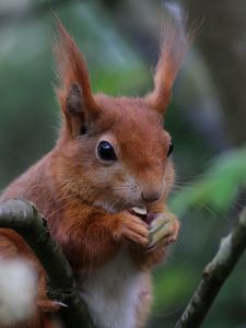 Preview wallpaper squirrel, rodent, cute, nut