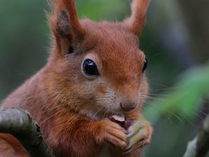 Preview wallpaper squirrel, rodent, cute, nut