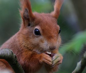 Preview wallpaper squirrel, rodent, cute, nut