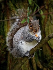 Preview wallpaper squirrel, rodent, cute, nut, tree