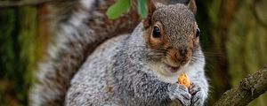 Preview wallpaper squirrel, rodent, cute, nut, tree