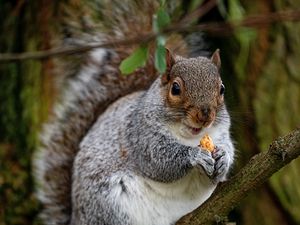 Preview wallpaper squirrel, rodent, cute, nut, tree