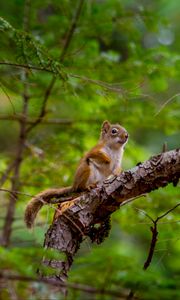 Preview wallpaper squirrel, rodent, cute, animal, branch