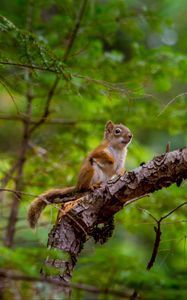 Preview wallpaper squirrel, rodent, cute, animal, branch