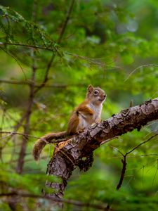 Preview wallpaper squirrel, rodent, cute, animal, branch