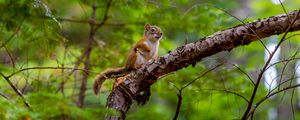 Preview wallpaper squirrel, rodent, cute, animal, branch