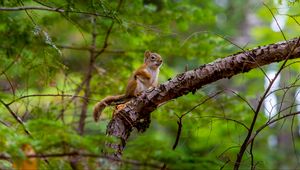 Preview wallpaper squirrel, rodent, cute, animal, branch