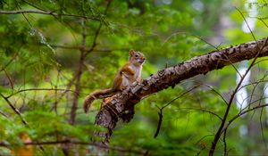 Preview wallpaper squirrel, rodent, cute, animal, branch