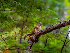 Preview wallpaper squirrel, rodent, cute, animal, branch